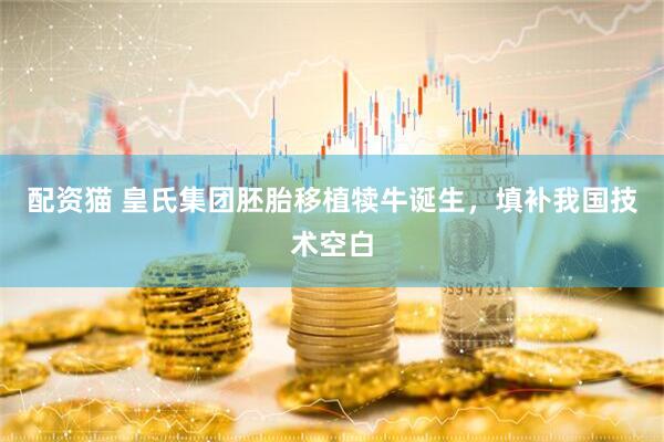 配资猫 皇氏集团胚胎移植犊牛诞生，填补我国技术空白